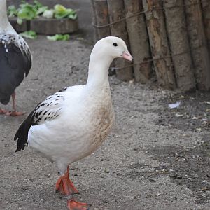 Andean goose/ Chloephaga melanoptera
