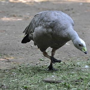 Cape Barren goose/ Cereopsis novaehollandiae