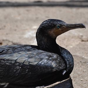 Great cormorant/ Phalacrocorax carbo sinensis