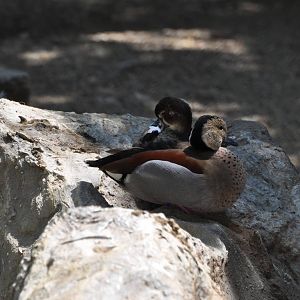 Ringed teal/ Callonetta leucophrys