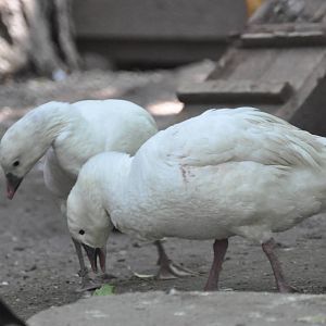 Ross` goose/ Anser rossi