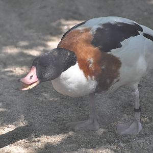 Common shelduck/ Tadorna tadorna