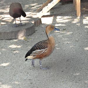 Fulvous whistling duck/ Dendrocygna bicolor