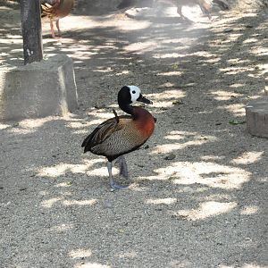 White-faced whistling duck/ Dendrocygna viduata