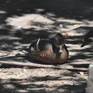 Plumed whistling duck/ Dendrocygna eytoni