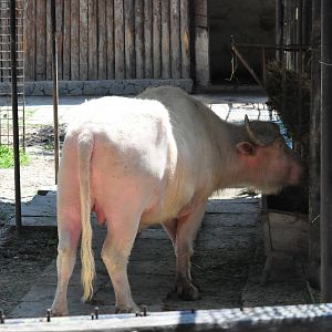 Asiatic water buffalo/ Bubalus bubalis