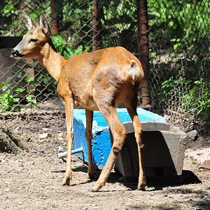 Western roe deer/ Capreolus capreolus