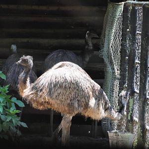 Emu/ Dromaius novaehollandiae