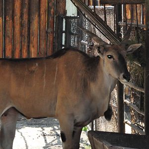 Common eland/ Taurotragus oryx