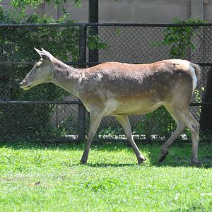 Red deer/ Cervus elaphus hippelaphus