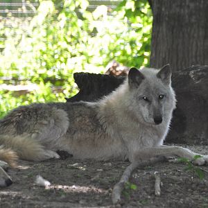 Tundra wolf/ Canis lupus tundrarum