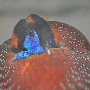 Temminck`s tragopan/ Tragopan temminckii