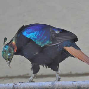 Himalayan impeyan pheasant/ Lophophorus impeyanus