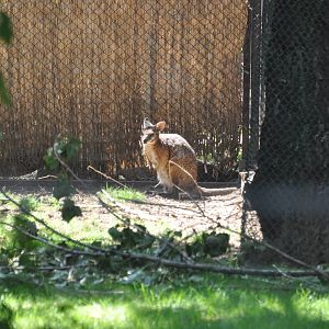 Tammar wallaby/ Macropus eugenii