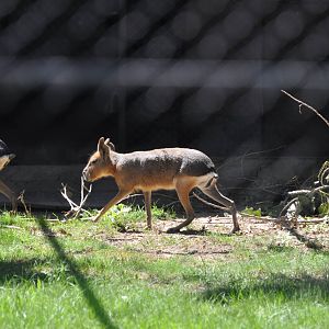 Patagonian mara/ Dolichotis patagonum