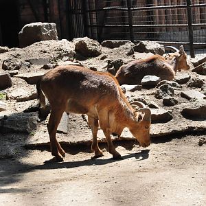 Barbary sheep/ Ammotragus lervia