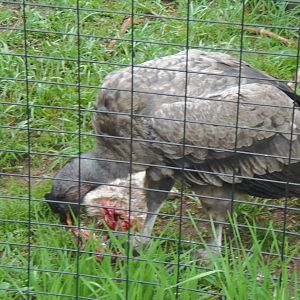 Desmond Enjoying His Meal