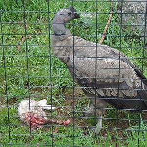 Desmond With His Meal