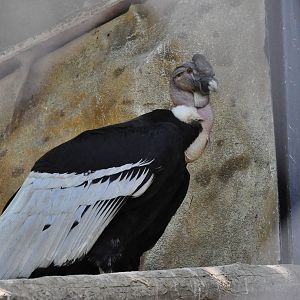Andean condor/ Vultur gryphus