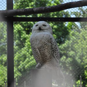 Snowy owl/ Bubo scandiaca