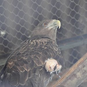White-tailed sea eagle/ Haliaeetus albicilla