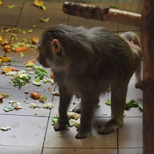 Hamadryas baboon/ Papio hamadryas
