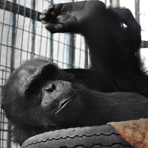 Chimpanzee/ Pan troglodytes