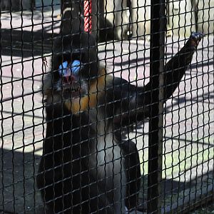 Mandrill/ Mandrillus sphinx