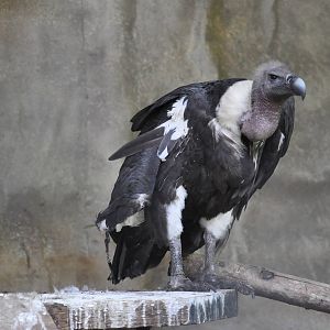 Oriental white-backed vulture / Gyps bengalensis