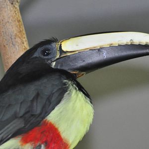 Black-necked aracari/ Pteroglossus aracari