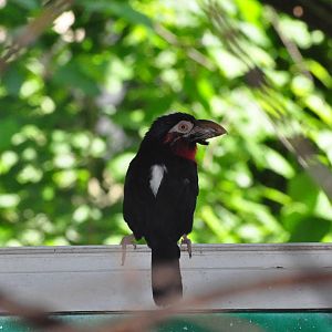 Bearded barbet/ Lybius dubius