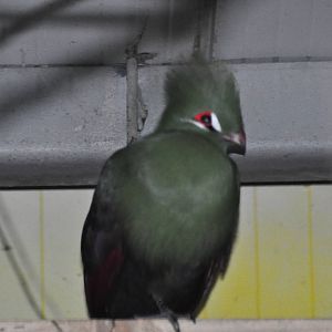 Gold coast turaco/ Tauraco corythaix persa