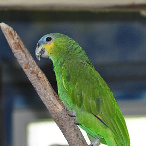 Orange-winged amazon/ Amazona amazonica