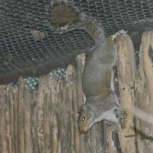 Eastern gray squirrel/ Sciurus carolinensis