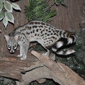Small-spotted genet/ Genetta genetta