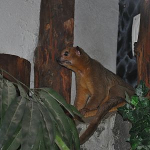 Kinkajou/ Potos flavus
