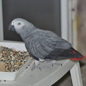 Grey parrot/ Psittacus erithacus erithacus