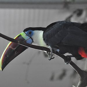 Western red-billed toucan/ Ramphastos cuvieri