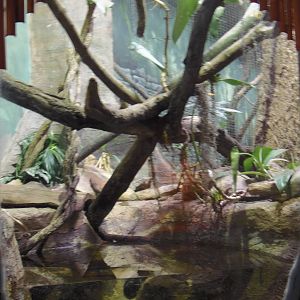 South American Rainforest- Boa Constrictor Exhibit