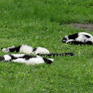 Varecia variegata variegata