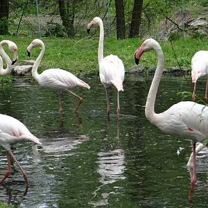 Phoenicopterus r.roseus