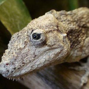 Chamaeleolis barbatus