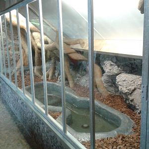 Yellow anaconda enclosure