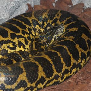 Yellow anaconda