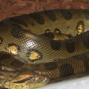 Green anaconda