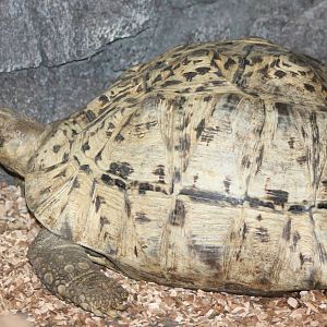 Leopard tortoise