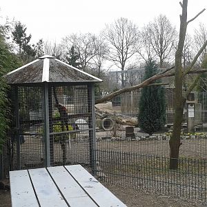 Macaw-enclosure
