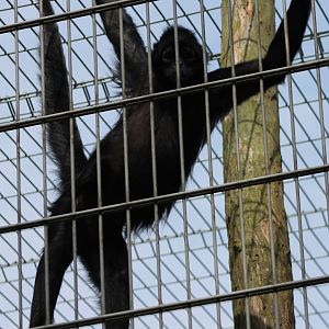 Brown-headed spider monkey