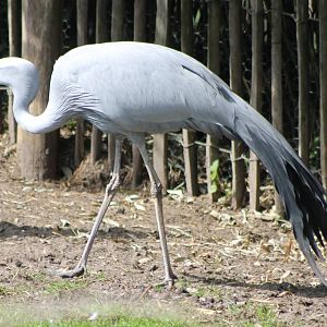 Stanley or Blue crane