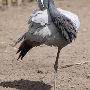 Demoiselle crane